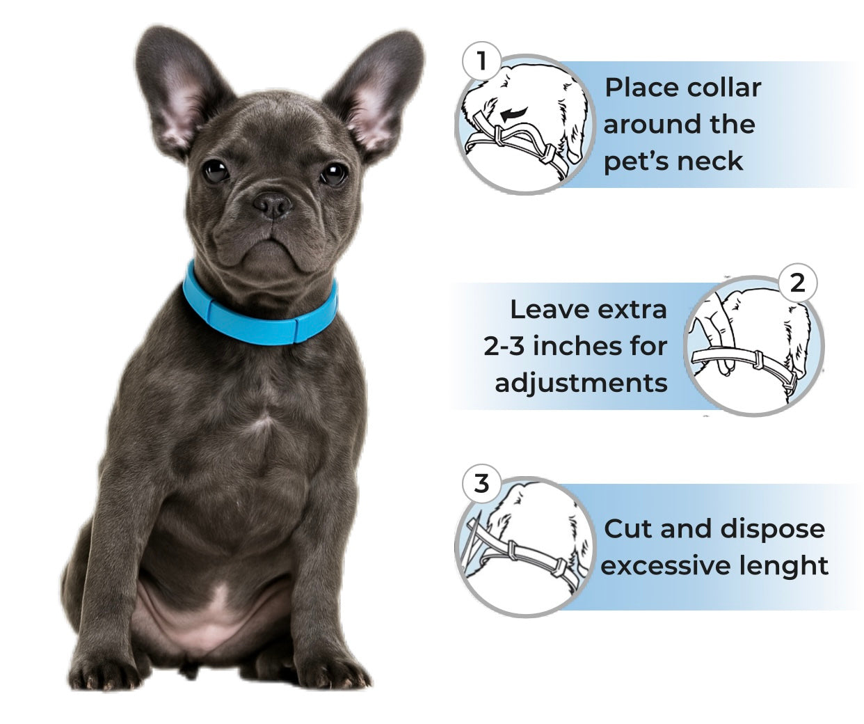 8Guard Collar™ — The Love‑Built Shield Your Dog Deserves
