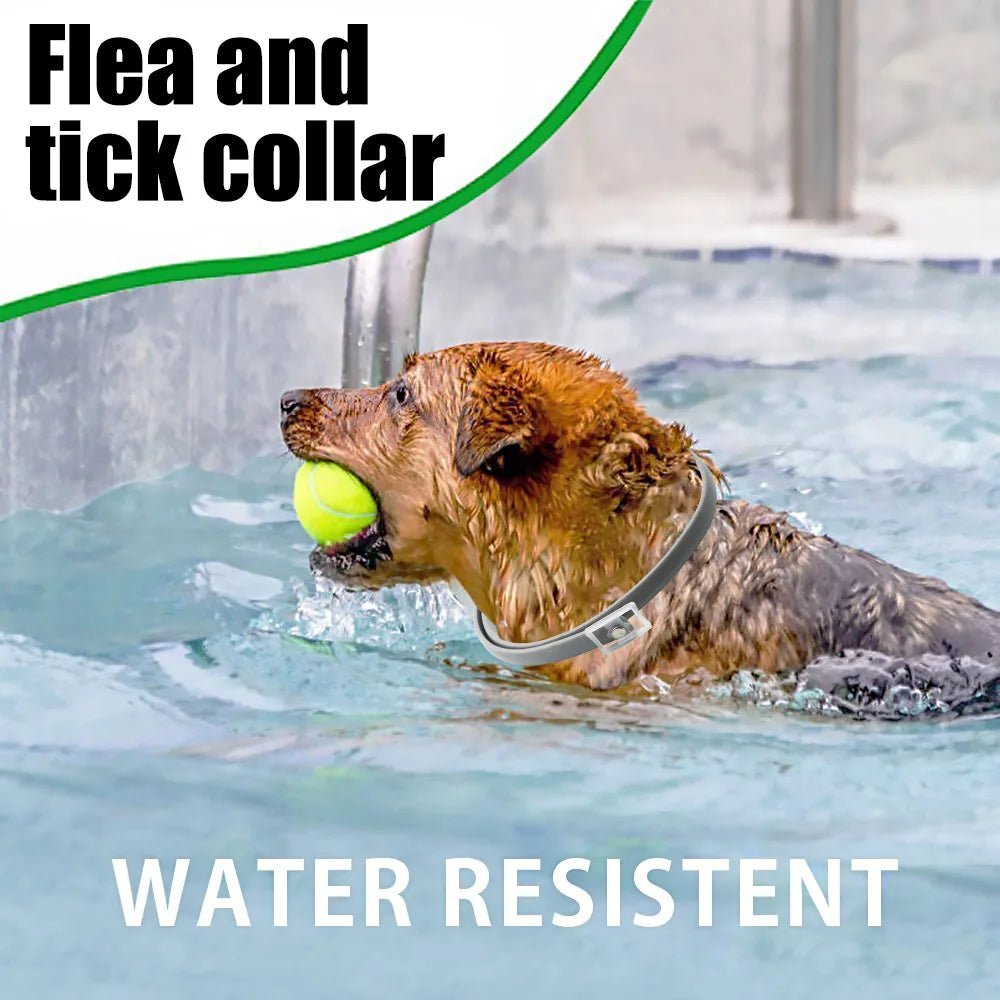 8Guard Collar™ — The Love‑Built Shield Your Dog Deserves