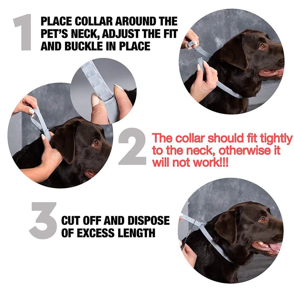 8Guard Collar™ — The Love‑Built Shield Your Dog Deserves