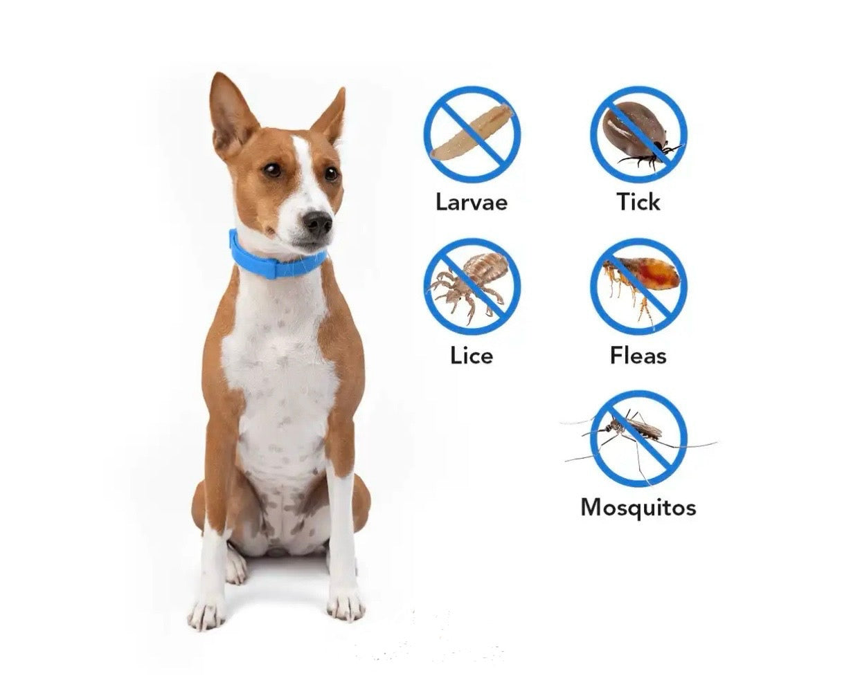 8Guard Collar™ — The Love‑Built Shield Your Dog Deserves